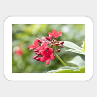 Phu Quoc Flora Sticker